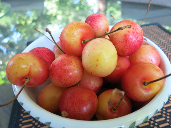 Skylar Rae Cherries The Sweetest Cherry You Will Ever Eat Food Travelist