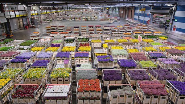 airplanes_amsterdam_flower_warehouse_carts_4k