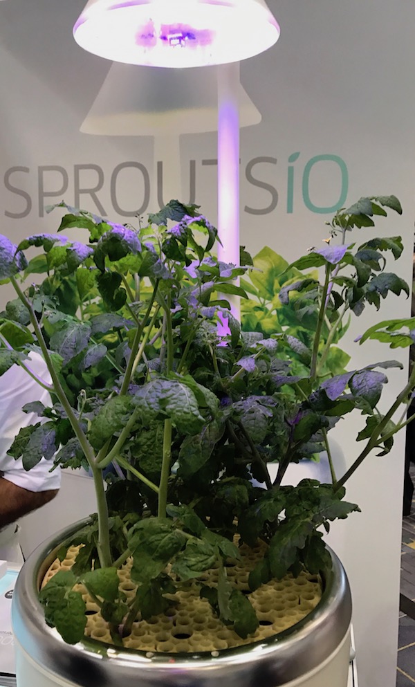 Sprouts io IHHS