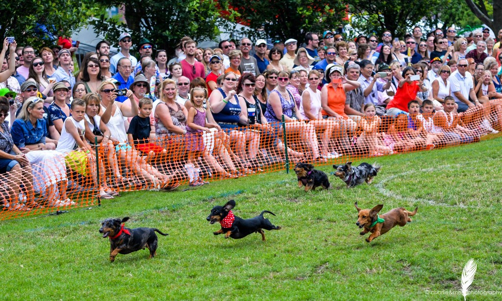 Dachshund Derby at German Fest. Photo courtesy of Visit Milwaukee