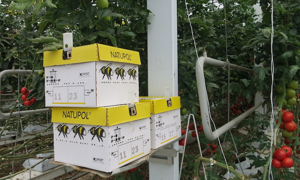 Mighty Vine Bee Hives