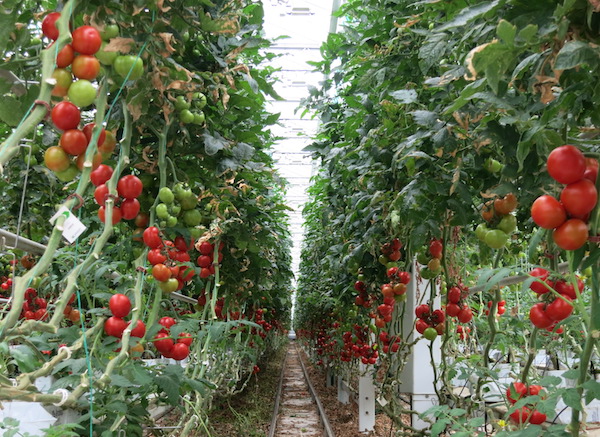 Mighty Vine Rows and Rows of Tomatoes