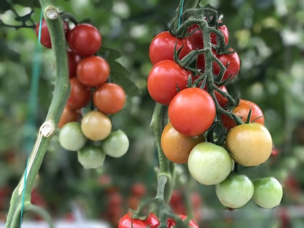MightyVine Tomatoes