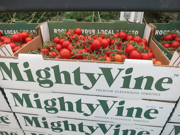 Mighty Vine Tomatoes