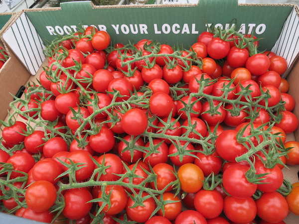 Mighty Vines Box of Tomatoes