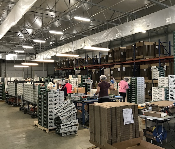 Packing Line at MightyVine