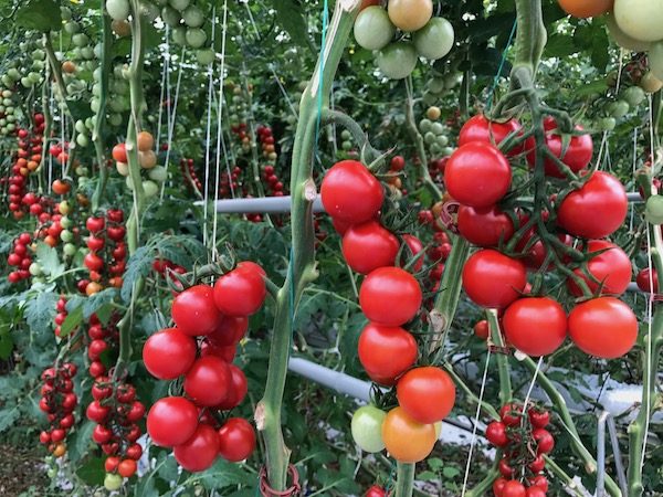 Tomato Clusters at Mighty Vine