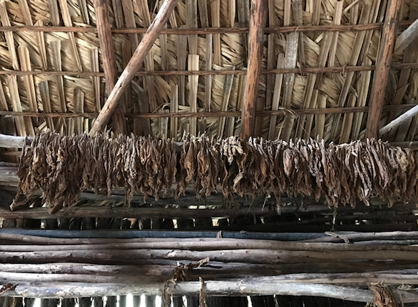 Tobacco Drying
