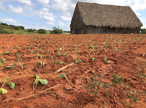 Tobacco fields in Cuba
