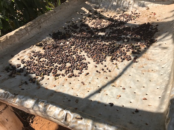 Coffee Farm
